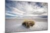 A Grass Mound in a Barren Desert in USA-Jody Miller-Mounted Photographic Print