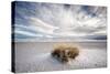 A Grass Mound in a Barren Desert in USA-Jody Miller-Stretched Canvas