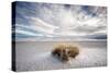 A Grass Mound in a Barren Desert in USA-Jody Miller-Stretched Canvas