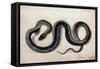 A Grass Snake, C.1675-1700-null-Framed Stretched Canvas