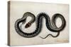 A Grass Snake, C.1675-1700-null-Stretched Canvas