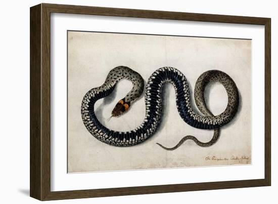 A Grass Snake, C.1675-1700-null-Framed Giclee Print