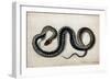 A Grass Snake, C.1675-1700-null-Framed Giclee Print