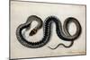 A Grass Snake, C.1675-1700-null-Mounted Giclee Print