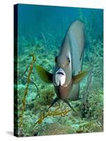 A Gray Angelfish in the Shallow Waters Off the Coast of Key Largo, Florida-Stocktrek Images-Stretched Canvas