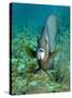A Gray Angelfish in the Shallow Waters Off the Coast of Key Largo, Florida-Stocktrek Images-Stretched Canvas