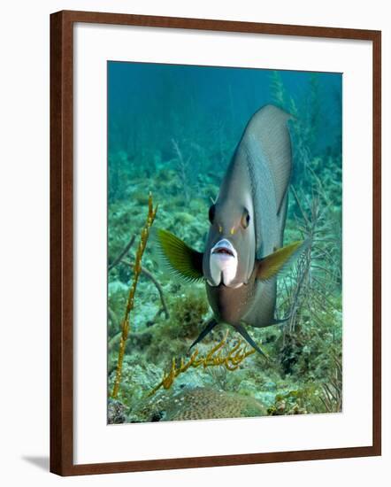 A Gray Angelfish in the Shallow Waters Off the Coast of Key Largo, Florida-Stocktrek Images-Framed Photographic Print