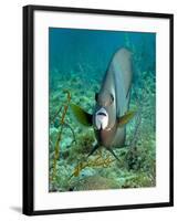 A Gray Angelfish in the Shallow Waters Off the Coast of Key Largo, Florida-Stocktrek Images-Framed Photographic Print