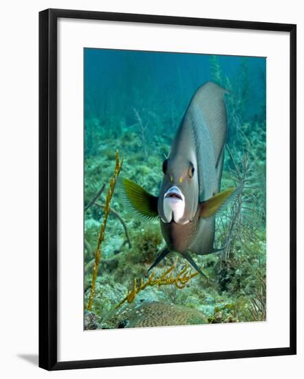 A Gray Angelfish in the Shallow Waters Off the Coast of Key Largo, Florida-Stocktrek Images-Framed Photographic Print