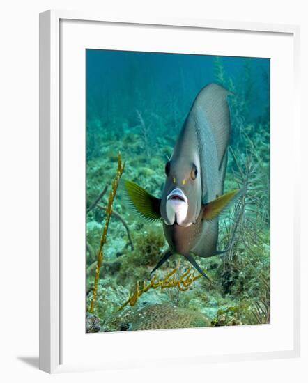 A Gray Angelfish in the Shallow Waters Off the Coast of Key Largo, Florida-Stocktrek Images-Framed Photographic Print