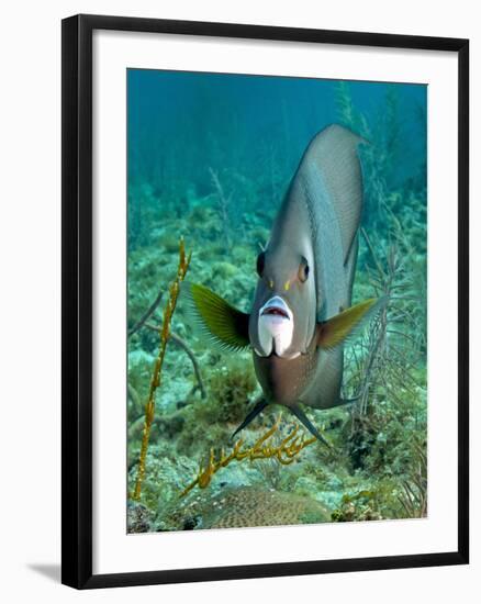 A Gray Angelfish in the Shallow Waters Off the Coast of Key Largo, Florida-Stocktrek Images-Framed Photographic Print