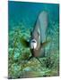 A Gray Angelfish in the Shallow Waters Off the Coast of Key Largo, Florida-Stocktrek Images-Mounted Photographic Print