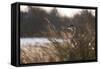 A Gray Heron, Ardea Cinerea, in Grass-Alex Saberi-Framed Stretched Canvas