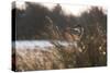A Gray Heron, Ardea Cinerea, in Grass-Alex Saberi-Stretched Canvas