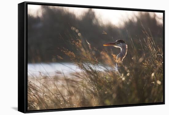 A Gray Heron, Ardea Cinerea, in Grass-Alex Saberi-Framed Stretched Canvas