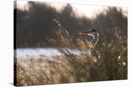 A Gray Heron, Ardea Cinerea, in Grass-Alex Saberi-Stretched Canvas