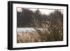 A Gray Heron, Ardea Cinerea, in Grass-Alex Saberi-Framed Premium Photographic Print