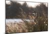 A Gray Heron, Ardea Cinerea, in Grass-Alex Saberi-Mounted Premium Photographic Print