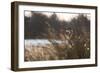 A Gray Heron, Ardea Cinerea, in Grass-Alex Saberi-Framed Photographic Print