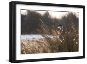 A Gray Heron, Ardea Cinerea, in Grass-Alex Saberi-Framed Photographic Print