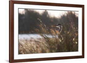 A Gray Heron, Ardea Cinerea, in Grass-Alex Saberi-Framed Photographic Print