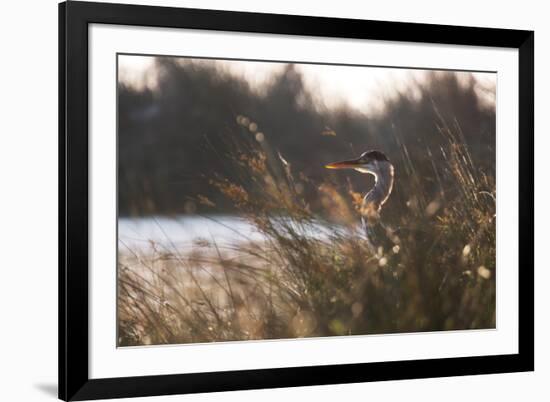 A Gray Heron, Ardea Cinerea, in Grass-Alex Saberi-Framed Photographic Print