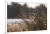 A Gray Heron, Ardea Cinerea, in Grass-Alex Saberi-Framed Photographic Print