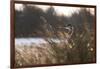 A Gray Heron, Ardea Cinerea, in Grass-Alex Saberi-Framed Photographic Print