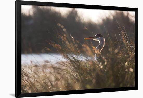 A Gray Heron, Ardea Cinerea, in Grass-Alex Saberi-Framed Photographic Print