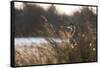 A Gray Heron, Ardea Cinerea, in Grass-Alex Saberi-Framed Stretched Canvas