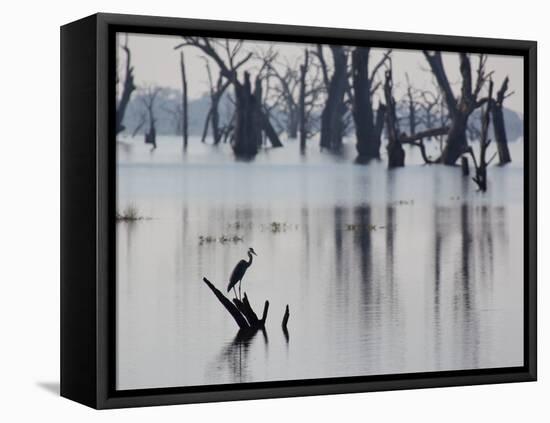 A Gray Heron, Ardea Cinerea, Rests on a Dead Tree in a Lake-Alex Saberi-Framed Stretched Canvas