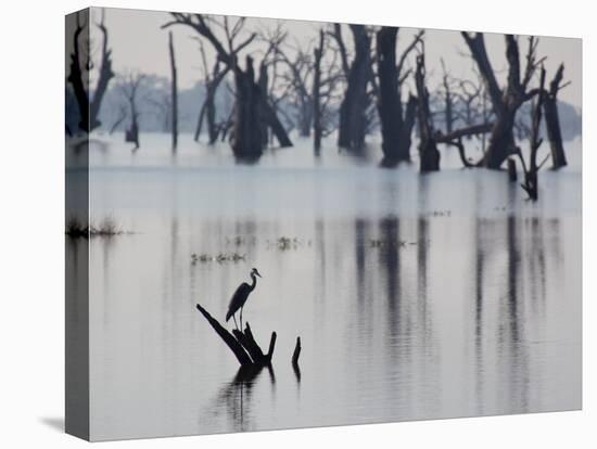 A Gray Heron, Ardea Cinerea, Rests on a Dead Tree in a Lake-Alex Saberi-Stretched Canvas