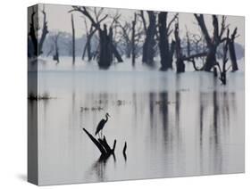 A Gray Heron, Ardea Cinerea, Rests on a Dead Tree in a Lake-Alex Saberi-Stretched Canvas