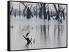 A Gray Heron, Ardea Cinerea, Rests on a Dead Tree in a Lake-Alex Saberi-Framed Stretched Canvas