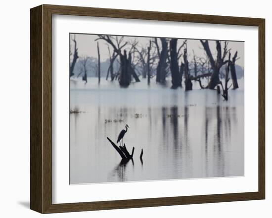 A Gray Heron, Ardea Cinerea, Rests on a Dead Tree in a Lake-Alex Saberi-Framed Premium Photographic Print