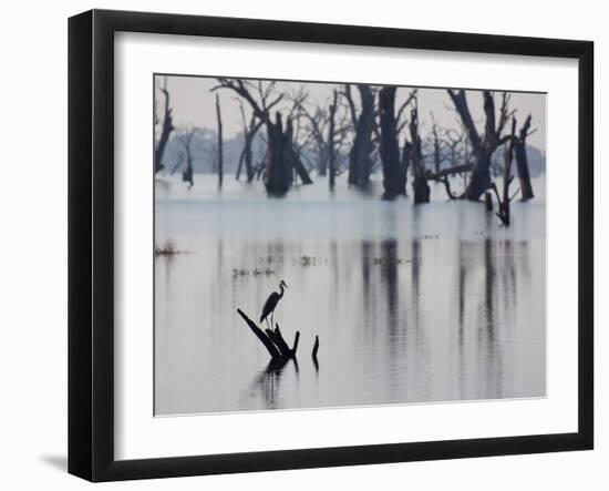 A Gray Heron, Ardea Cinerea, Rests on a Dead Tree in a Lake-Alex Saberi-Framed Premium Photographic Print