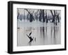 A Gray Heron, Ardea Cinerea, Rests on a Dead Tree in a Lake-Alex Saberi-Framed Premium Photographic Print