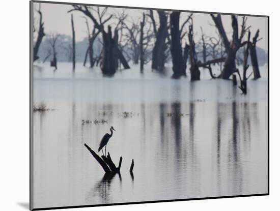 A Gray Heron, Ardea Cinerea, Rests on a Dead Tree in a Lake-Alex Saberi-Mounted Premium Photographic Print