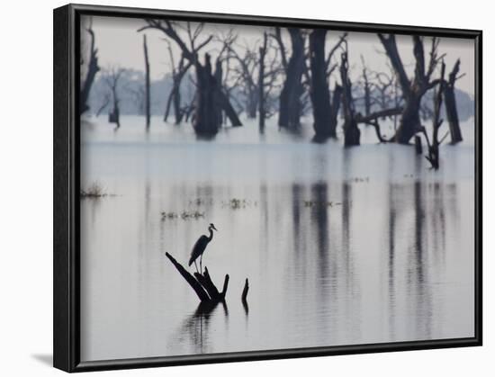 A Gray Heron, Ardea Cinerea, Rests on a Dead Tree in a Lake-Alex Saberi-Framed Photographic Print