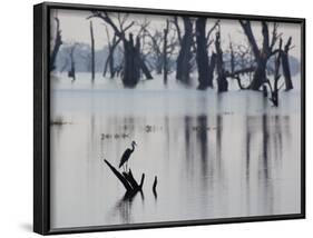 A Gray Heron, Ardea Cinerea, Rests on a Dead Tree in a Lake-Alex Saberi-Framed Photographic Print