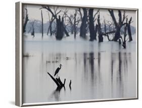 A Gray Heron, Ardea Cinerea, Rests on a Dead Tree in a Lake-Alex Saberi-Framed Photographic Print