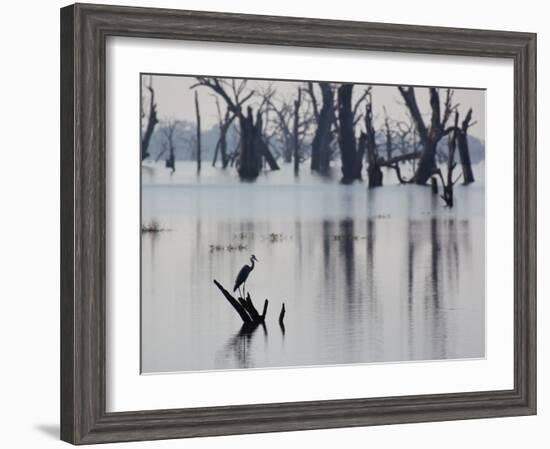 A Gray Heron, Ardea Cinerea, Rests on a Dead Tree in a Lake-Alex Saberi-Framed Photographic Print