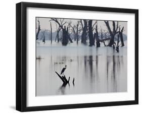 A Gray Heron, Ardea Cinerea, Rests on a Dead Tree in a Lake-Alex Saberi-Framed Photographic Print