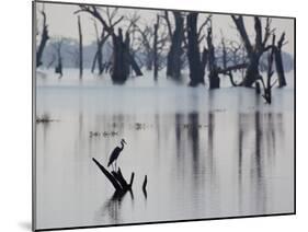A Gray Heron, Ardea Cinerea, Rests on a Dead Tree in a Lake-Alex Saberi-Mounted Photographic Print