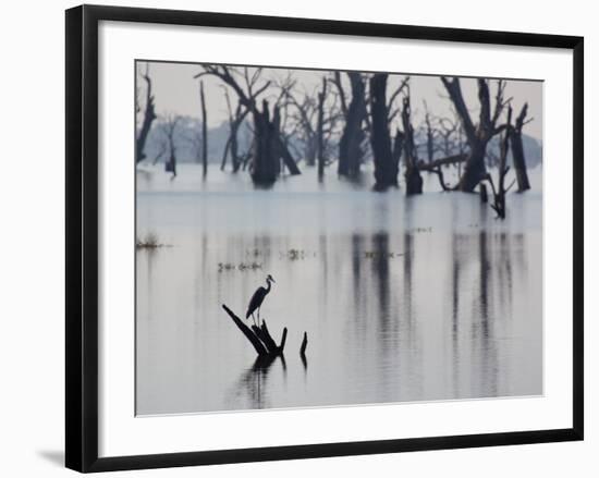 A Gray Heron, Ardea Cinerea, Rests on a Dead Tree in a Lake-Alex Saberi-Framed Photographic Print