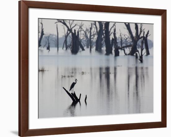 A Gray Heron, Ardea Cinerea, Rests on a Dead Tree in a Lake-Alex Saberi-Framed Photographic Print