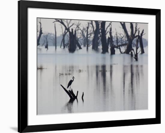 A Gray Heron, Ardea Cinerea, Rests on a Dead Tree in a Lake-Alex Saberi-Framed Photographic Print