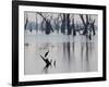 A Gray Heron, Ardea Cinerea, Rests on a Dead Tree in a Lake-Alex Saberi-Framed Photographic Print