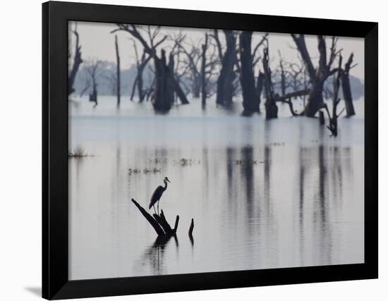 A Gray Heron, Ardea Cinerea, Rests on a Dead Tree in a Lake-Alex Saberi-Framed Photographic Print