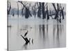 A Gray Heron, Ardea Cinerea, Rests on a Dead Tree in a Lake-Alex Saberi-Stretched Canvas